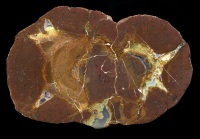 calico